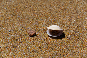 Talking bivalve on the beach