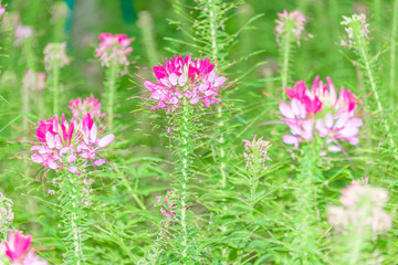 Cleome spinose in early summer