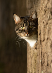 Cat in a tree