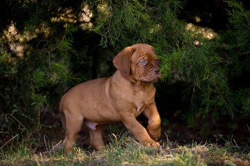 Dog breed Bordeaux mastiff in the su