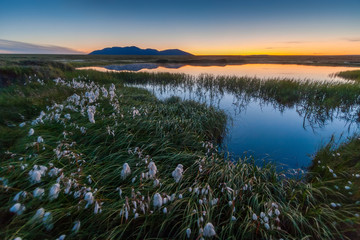 Evening landscape with a small lake in the tundra. On the lakeshore grows cotton grass. Far mountain and afterglow in the sky. The beautiful northern nature of the Arctic. Chukotka, Siberia, Russia.