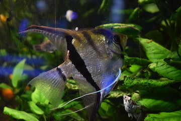 Scalaria (Pterophyllum) - a genus of fishes of family tsichlovyh