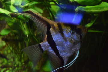 Scalaria (Pterophyllum) - a genus of fishes of family tsichlovyh