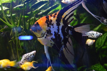 Scalaria (Pterophyllum) - a genus of fishes of family tsichlovyh
