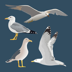 Set of 4 sea gulls. Hovering, soaring, standing, with folded wings, resting, curious. Flying mew. long neck, white feathers,