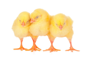 Fototapeta premium pisklęta przed białym tle.
