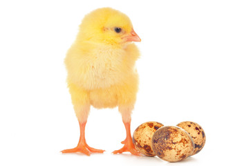 Easter colorful eggs and cute little chicken isolated on white