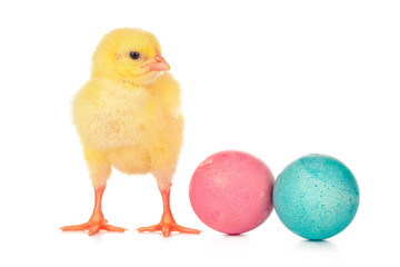 Easter colorful eggs and cute little chicken isolated on white