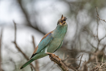Lilacbreasted Roller (Coracias caudata), Moremi Wildlife Reserve, Ngamiland, Botswana, Africa
