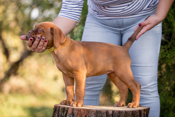 Dog breed Bordeaux mastiff in the su
