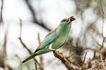 Lilacbreasted Roller (Coracias caudata), Moremi Wildlife Reserve, Ngamiland, Botswana, Africa