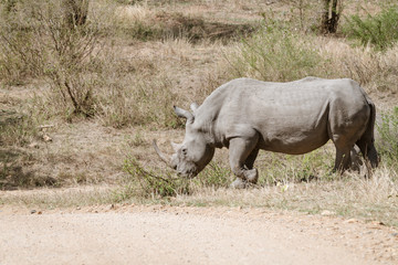 Fototapeta premium White Rhinoceros (Ceratotherium simum)