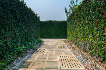 walkways in garden.Pathways with green wall.