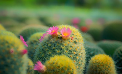 beautiful cactus background.