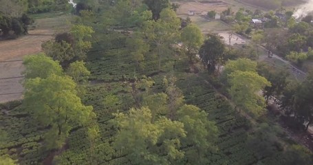 Assam tea. Estates, in Drone view.