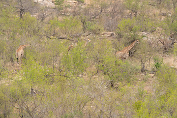 Giraffe (Giraffa camelopardalis)