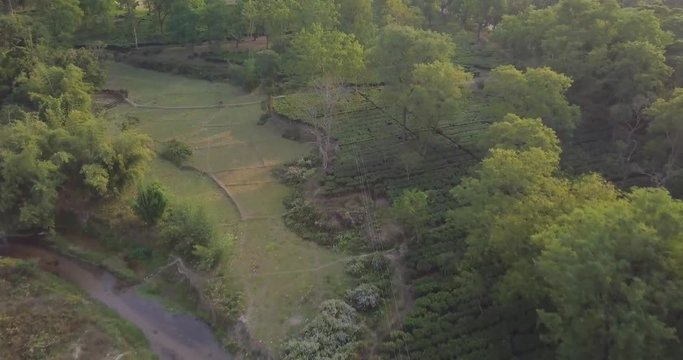 Assam tea. Estates, in drone view.