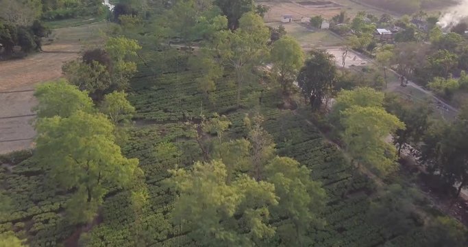 Assam tea. Estates, in Drone view.