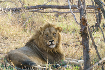 Lion (Panthera leo)