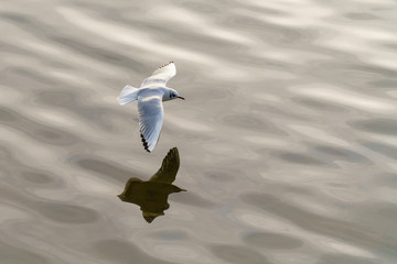 Black-headed Gull (Chroicocephalus ridibundus)