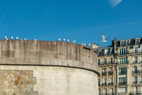 Seagull and bridges of Paris