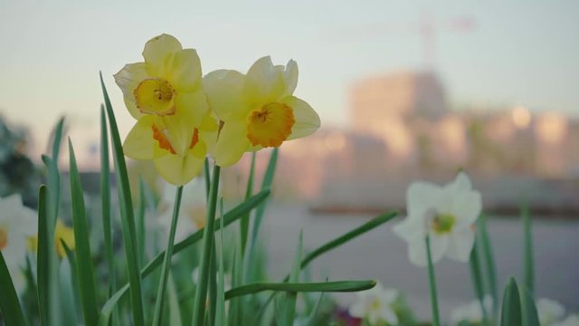 Close up of Paperwhite flowers blooming in the beginning of spring with the outline of a crane and the city in the background.