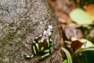 Green-and-Black Poison Dart Frog (Dendrobates auratus)