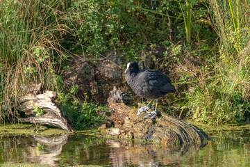 Moorhen (Gallinula chloropus)