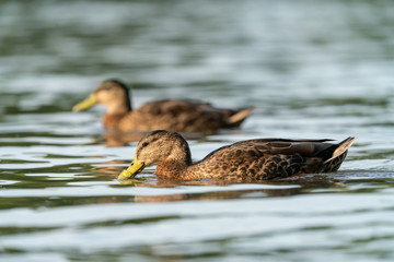 Mallard Duck (Anas platyrhynchos)