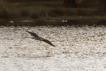 Grey Heron (Ardea cinerea)
