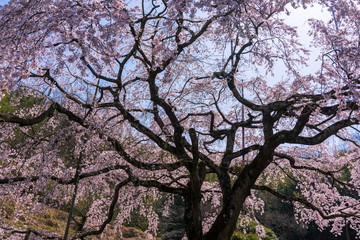 枝垂れ桜
