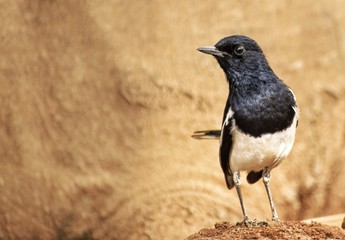 Black and white bird 