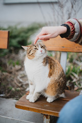 beautiful street cat is cared by woman and sitting on the bench outdoor