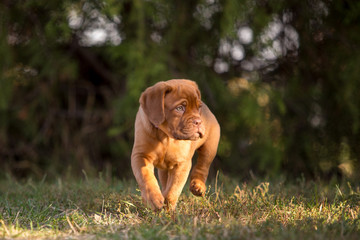 Bordeaux puppies in the summer garden