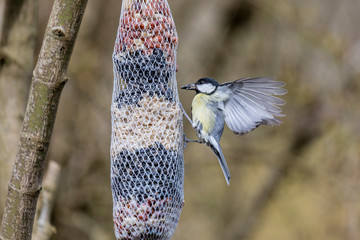 Kohlmeise holt sich im Flug ein Korn aus Futterbeutel