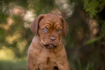 Bordeaux puppies in the summer garden