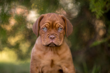 Bordeaux puppies in the summer garden