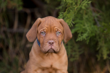 Bordeaux puppies in the summer garden