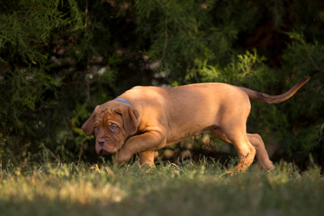 Bordeaux puppies in the summer garden