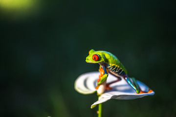 Red-eyed Tree Frog, Agalychnis callidryas, sitting on the green leave in tropical forest in Costa Rica.