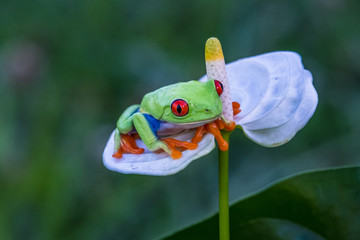 Red-eyed Tree Frog, Agalychnis callidryas, sitting on the green leave in tropical forest in Costa Rica.
