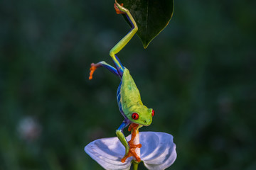 Red-eyed Tree Frog, Agalychnis callidryas, sitting on the green leave in tropical forest in Costa Rica.