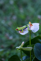 Red-eyed Tree Frog, Agalychnis callidryas, sitting on the green leave in tropical forest in Costa Rica.
