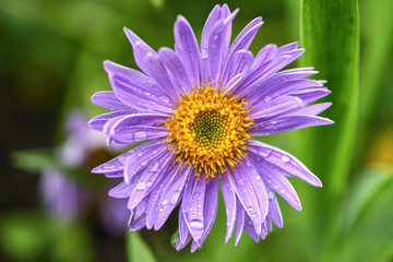 Obraz premium One flower lilac Daisy in the garden on green background