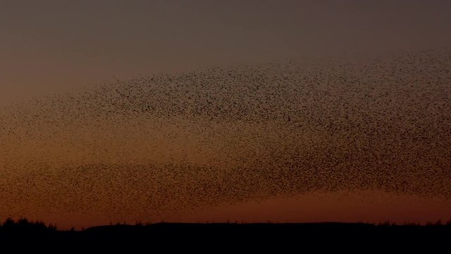 Starling murmuration against the clear orange evening sky, making an incredible dark dense mass of birds as they swoop and dive as one huge flock.
