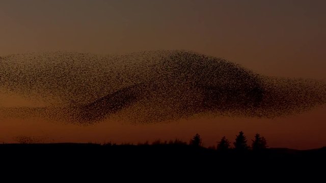 Starling murmuration against the clear orange evening sky, making incredible shapes as the birds swoop and dive as one huge flock.