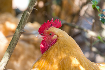 poule rousse