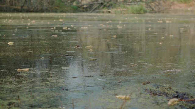Close up of dirty water from a grove with dry leaves floating on top.