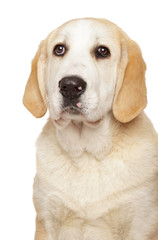 Young Alabai dog puppy on white background