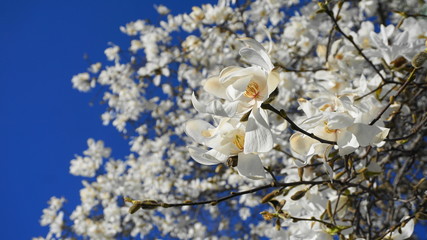 Showy and beautiful Magnolia stellata flowers close up on blue background.